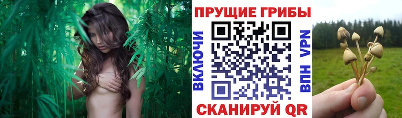 сколько стоит  Шумиха  Галлюциногенные грибы MAGIC MUSHROOMS 